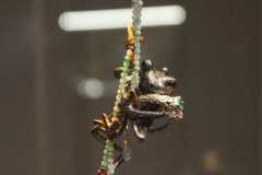 wystawa-bizuterii-torun-040