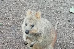 quokka